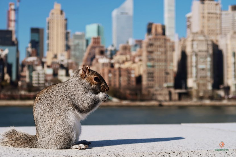 Skyline desde Roosevelt.