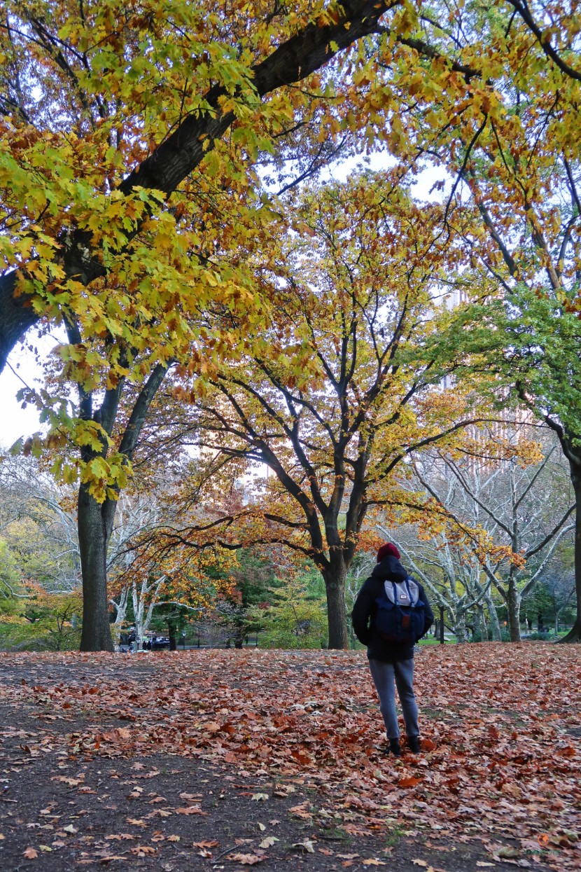 central-park-hojas