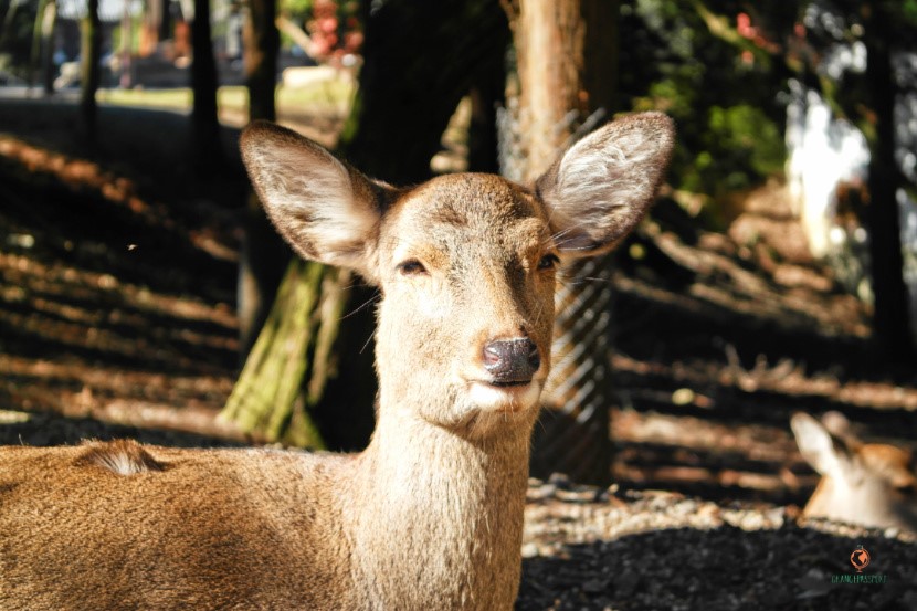 ciervo-nara