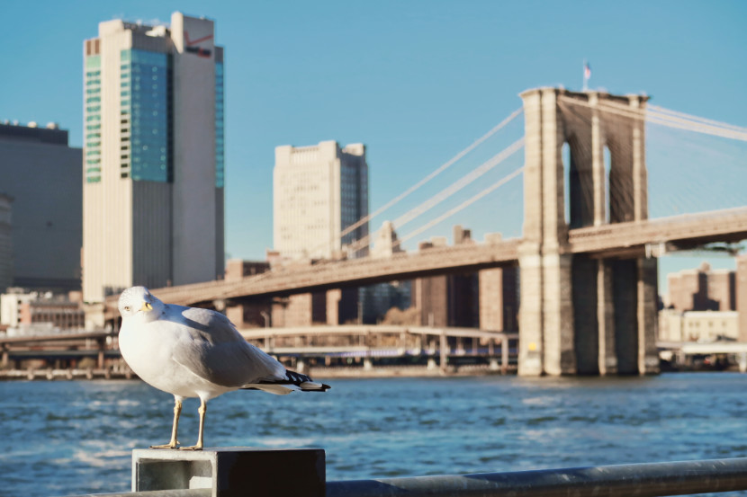 Brooklyn Bridge desde el parque de DUMBO.