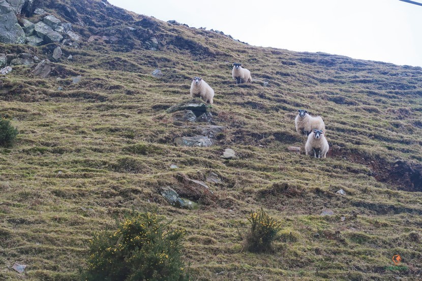 Ovejas en Glens of Antrim