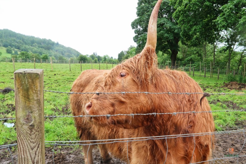 highland-cow