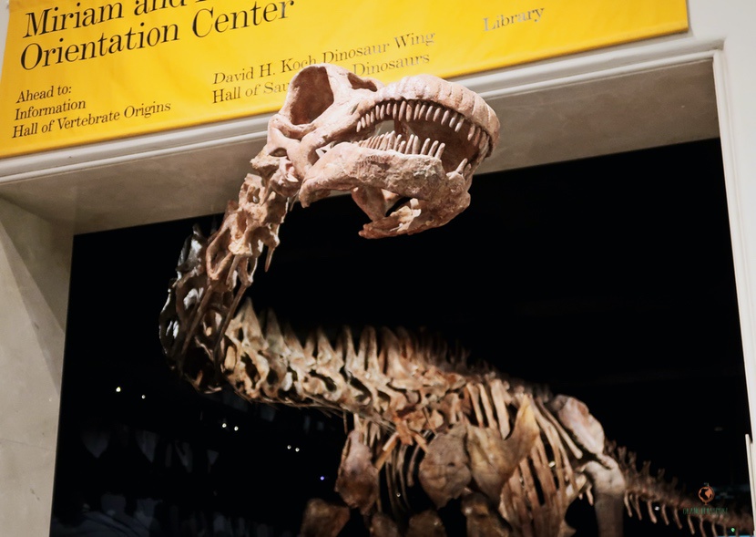 Museo de historia natural en New York.