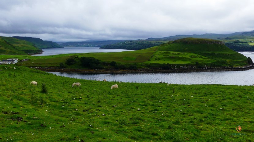 Vegetación en Escocia.