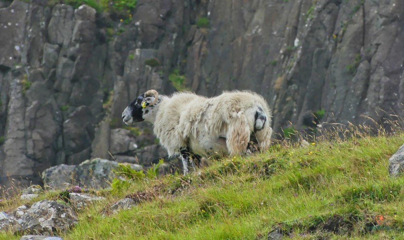 Ovejas en la Isla de Skye.