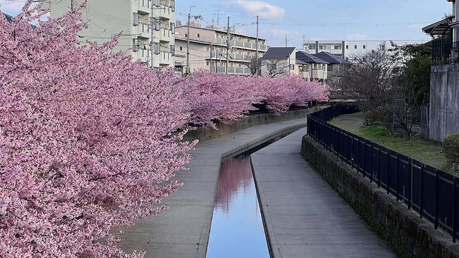 Cerezos en flor Sakura Navi app