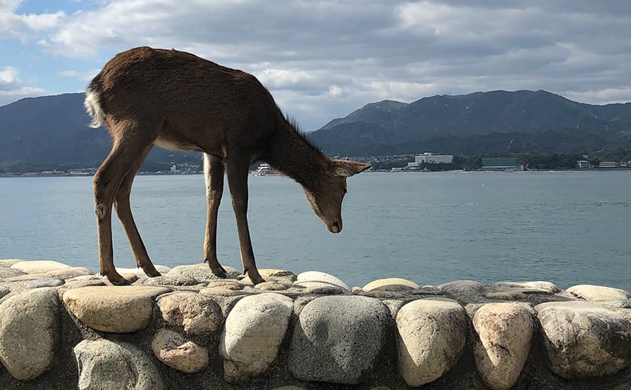 Ciervos en libertad en Momijidani