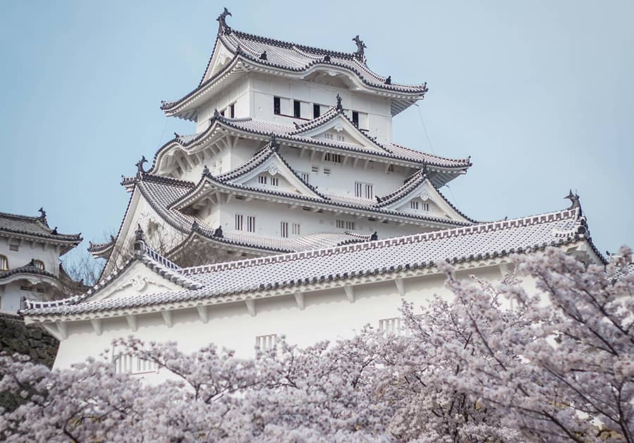Castillo Himeji cerezos en flor