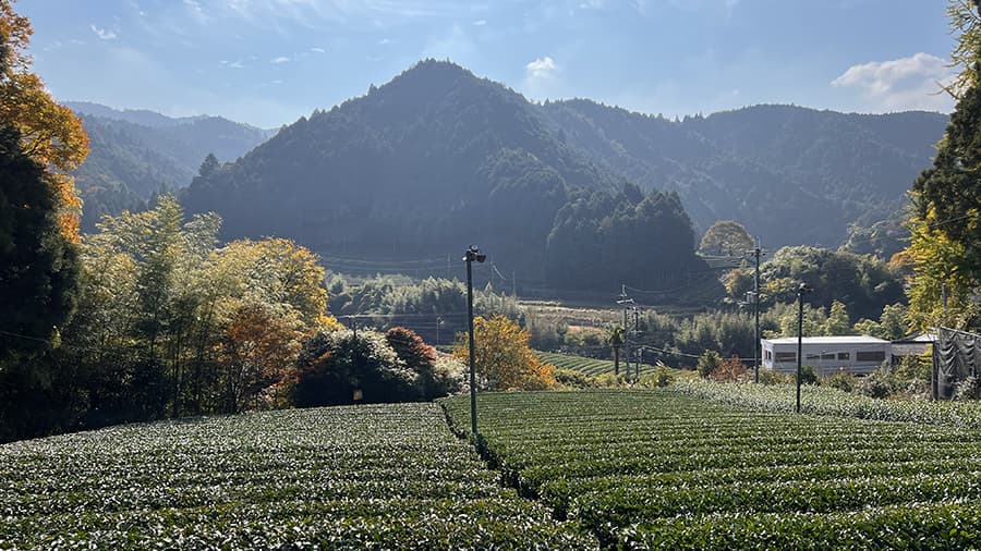 Plantación de té verde