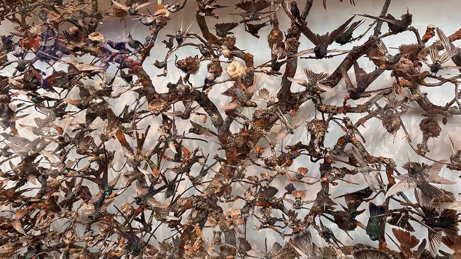 Colección de pájaros en la zona verde