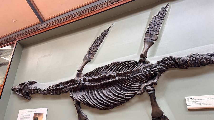 Fósiles marinos de la zona verde