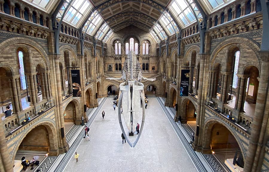 Guía para visitar el Museo de Historia Natural de Londres en 2025
