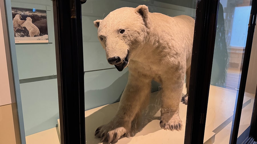 Oso polar disecado