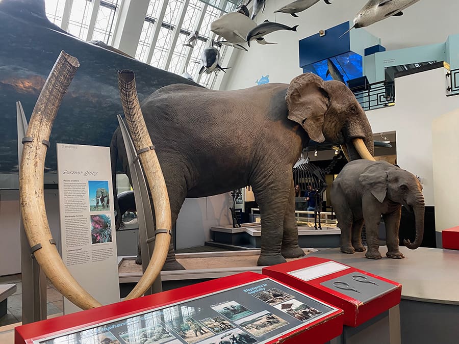 Sala de los mamíferos terrestres