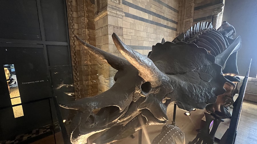 Zona azul esqueletos de dinosaurios