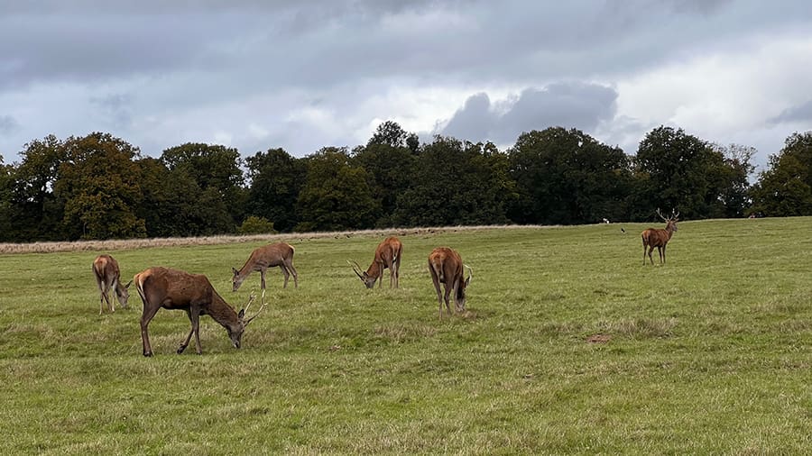 Excursiones a las afueras de Londres