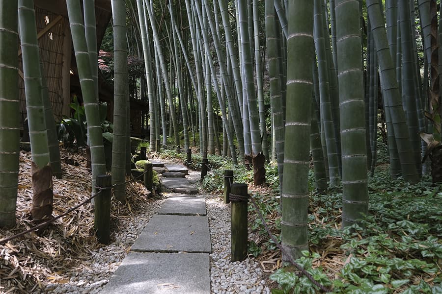 Kamakura bosque de bambú
