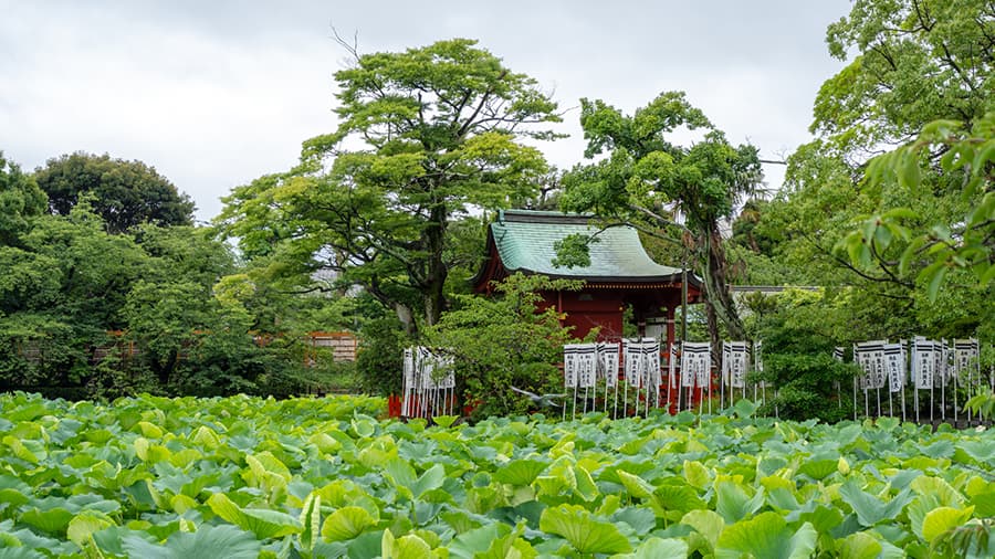 Conoce la historia centenaria de Kamakura