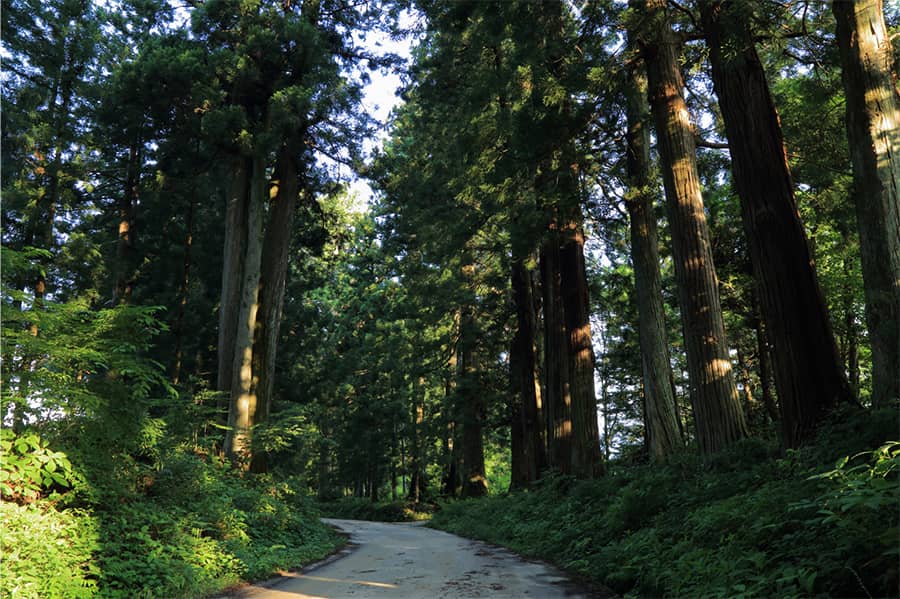 Nikko Suginamiki Kaido